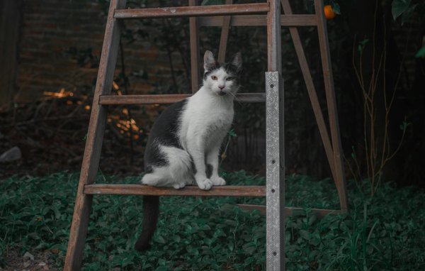 Sabrosas recetas para guiar tus días en épocas de incertidumbre