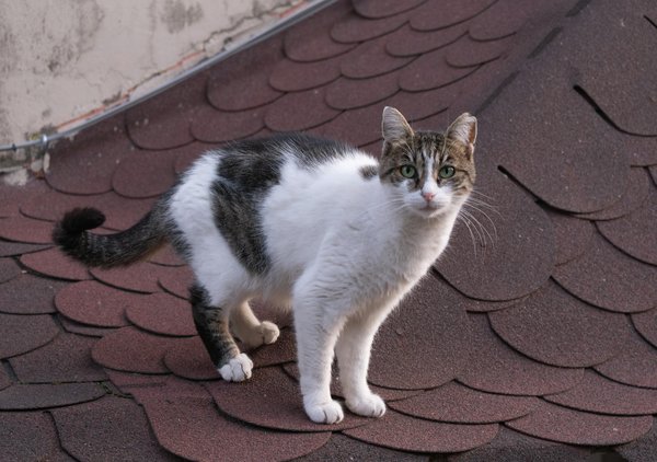 Secretos culinarios esenciales para transformar tu cocina: por qué cada tip es vital